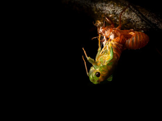 Cicadas Emergence at night. Beautiful Cicada is transforming | Western Ghats
