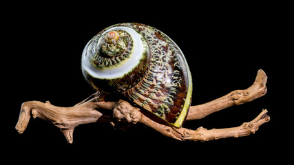 Green Jade Banded Turbo Shell on driftwood black background