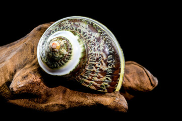 Green Jade Banded Turbo Shell on driftwood black background