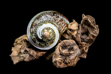 Green Jade Banded Turbo Shell on driftwood black background