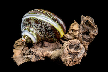 Green Jade Banded Turbo Shell on driftwood black background