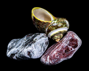 Green Jade Banded Turbo Shell on Stones black background