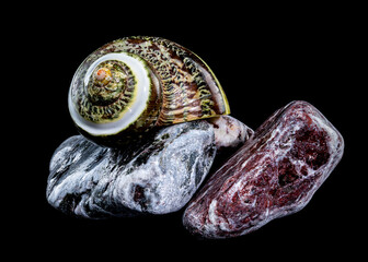 Green Jade Banded Turbo Shell on Stones black background