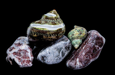 Green Jade Banded Turbo Shell on Stones black background