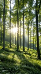 Naklejka premium Sunlight shining through trees in green forest