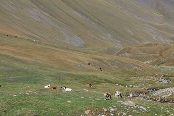 A herd of cows grazing in a meadow near a stream in a mountainous area. 