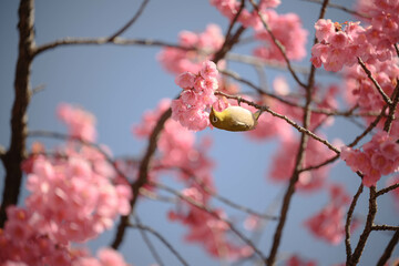 メジロと桜