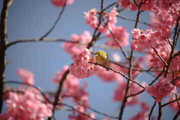メジロと桜