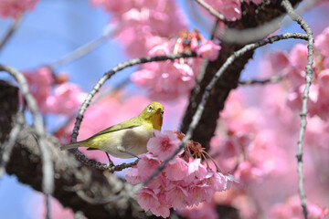 メジロと桜