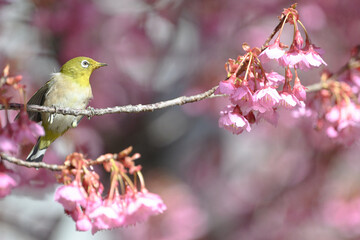 メジロと桜
