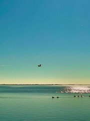Birds over Water