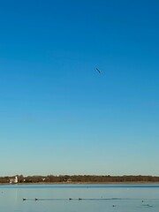Birds over Water