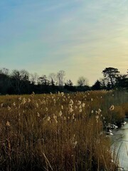 wispy bayside plants