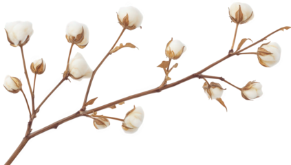 a branch of cotton with fluffy white bolls showcasing its natural beauty and agricultural significance