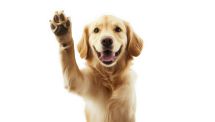 a cheerful golden retriever raises its paw showcasing a friendly demeanor against a white background. warmth and playfulness making it ideal for pet-related content