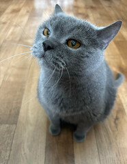 Portrait of a grey British cat