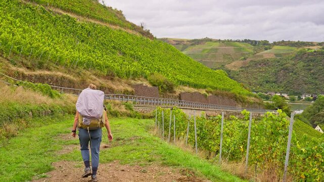 Following behind a hiker with backpack walking through a vineyard plantation with rolling hills, Upper Middle Rhine Valley, Germany