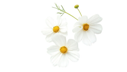 Fototapeta premium three delicate white flowers with yellow centers arranged on a light background symbolizing beauty and nature