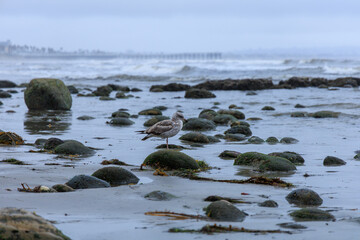 California Gull, Larus californicus, on top of smooth rounded rock covered with green algae at North Pacific Beach, San Diego, CA