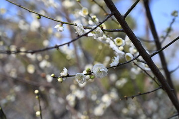 spring in the spring