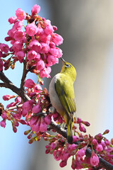 cherry blossom on branch