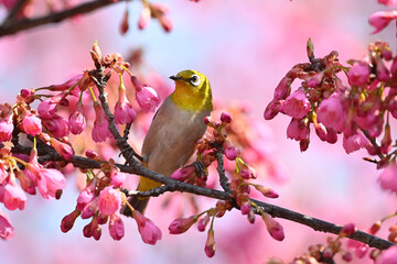 pink cherry blossom