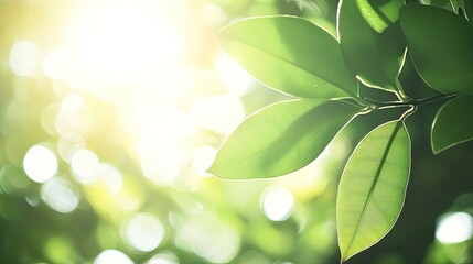Naklejka premium Closeup of Green Leaves Glimmering in Natural Light with Soft Sunlight and Bokeh Effects Creating a Tranquil Atmosphere in a Lush Environment