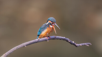 kingfisher on branch