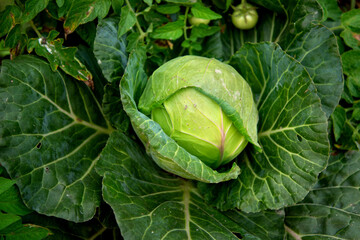 Cabbage in the garden. organic food, organic farm, organic farming