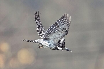 common buzzard buteo