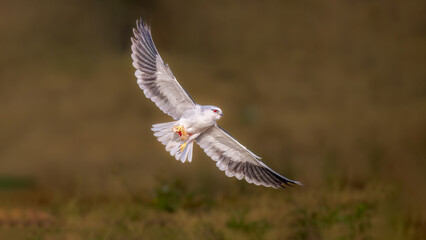 common buzzard in flight
