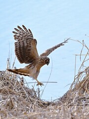osprey in flight