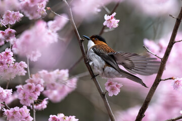 robin on a branch