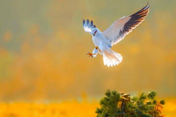 white tailed eagle flying