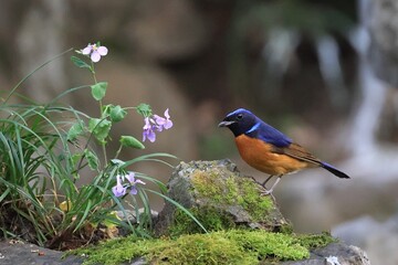 robin in the grass