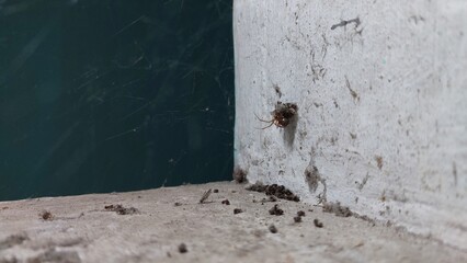 A spider that is resting in its nest waiting for prey caught in its web