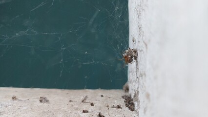 A spider that is resting in its nest waiting for prey caught in its web