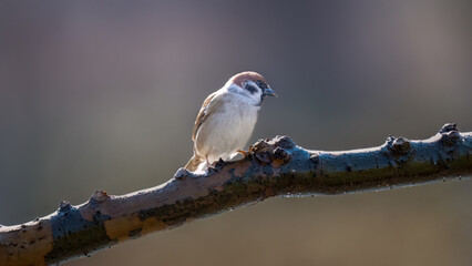 Fototapeta premium female house sparrow passer domesticus