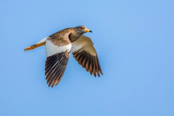 osprey in flight