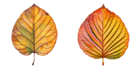 Obraz premium Two vibrant autumn leaves isolated on transparency background