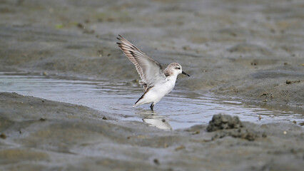 seagull on the beach
