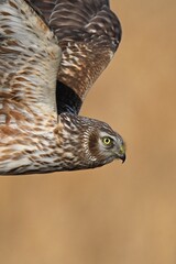red tailed hawk buteo