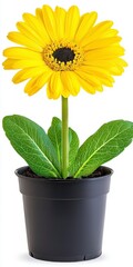Obraz premium Vibrant yellow flower in a stylish black pot against a clean white background for stunning visual appeal