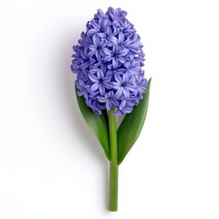 Fototapeta premium Stunning single cyan hyacinth flower isolated on a bright white background showcasing its unique shape and vibrant coloration