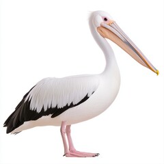 Fototapeta premium Exquisite white pelican with a distinctive gray beak posing gracefully against a minimalist white background