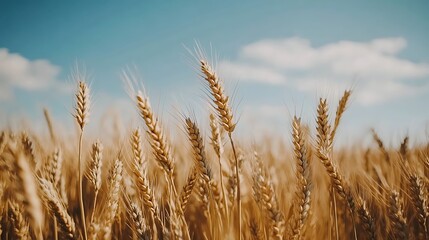 Fototapeta premium Golden wheat field under a bright blue sky.