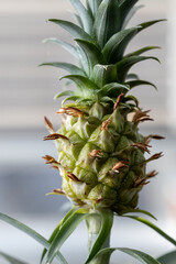 Close-up of a small, unripe pineapple with a green rind and a tuft of spiky leaves at the top against a blurred, neutral background.