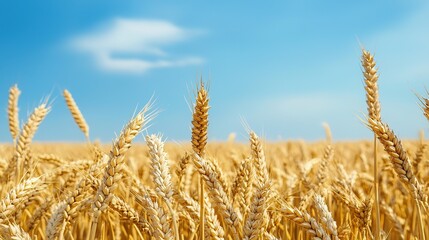 Fototapeta premium Summer wheat harvest celebration amidst golden fields rural landscape nature photography vibrant atmosphere