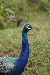 Obraz premium Beautiful peacock