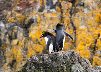photographing South Georgia Cooper bay with macaroni penguins